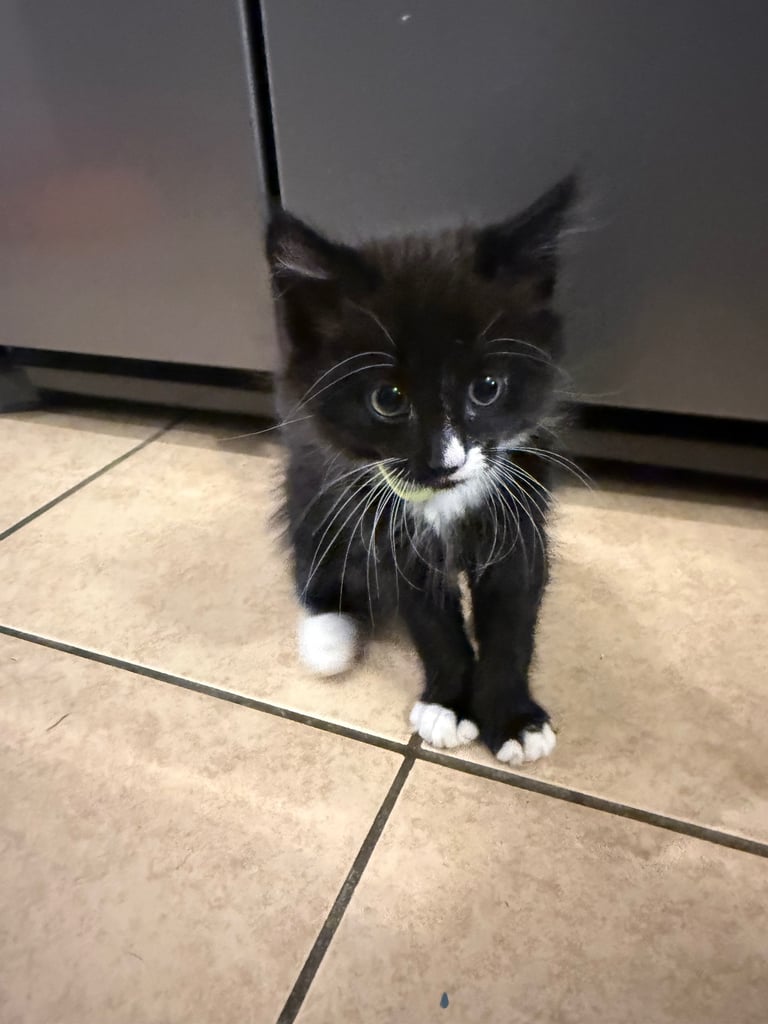Kitten’s for sale