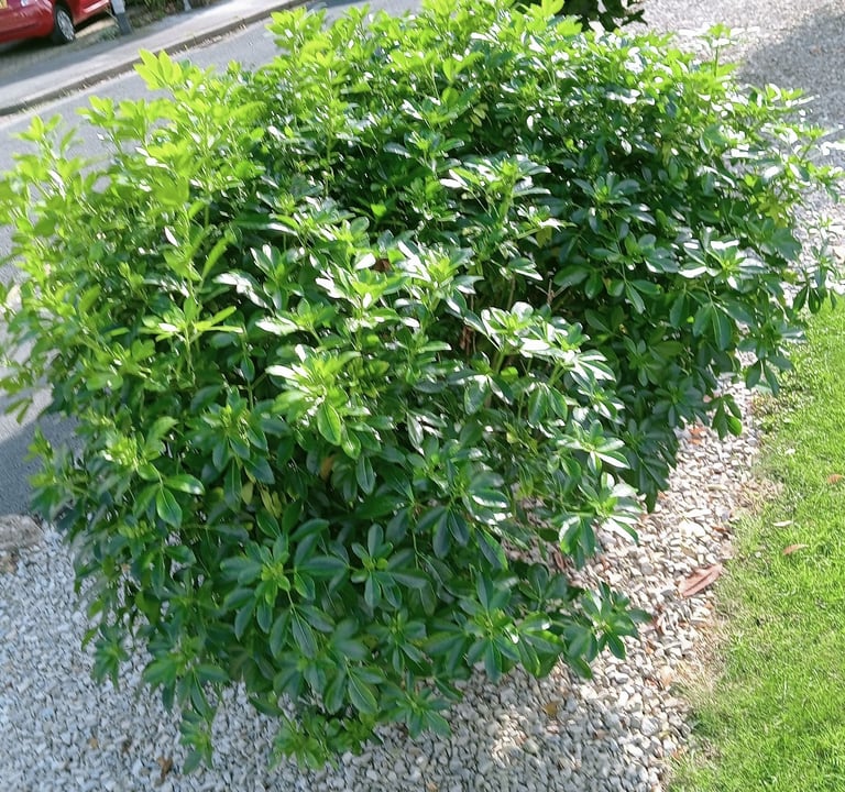 A Selection Of Bushes & Small Trees