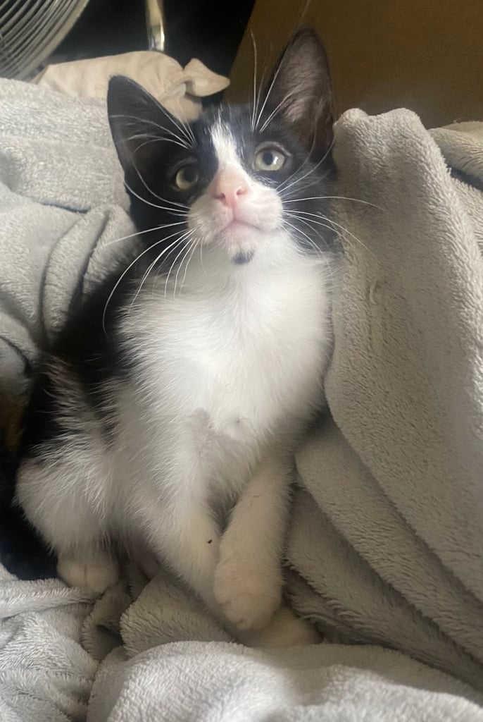 Adorable kittens ready for new home 