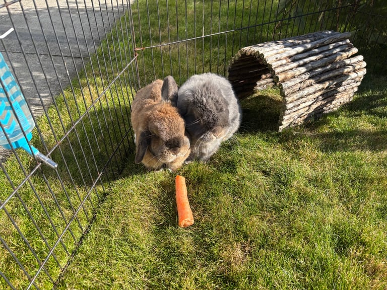 Mini Lop Rabbits