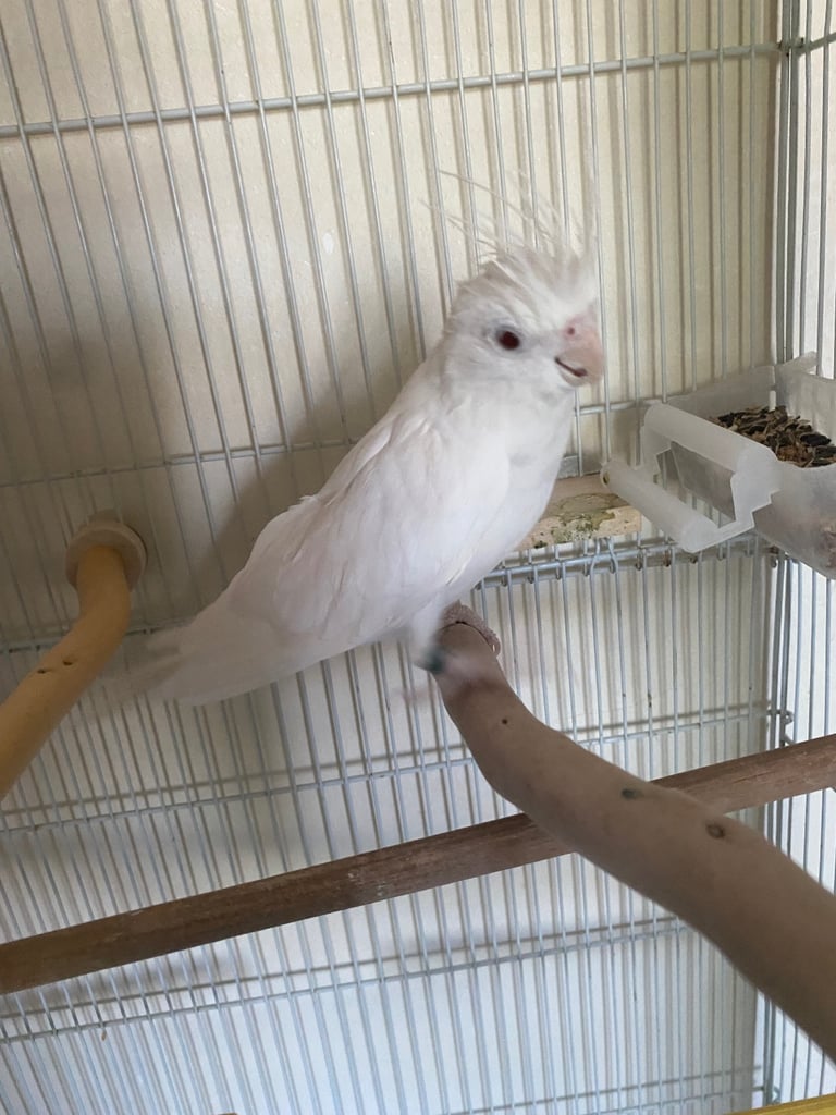 Cockatiel 