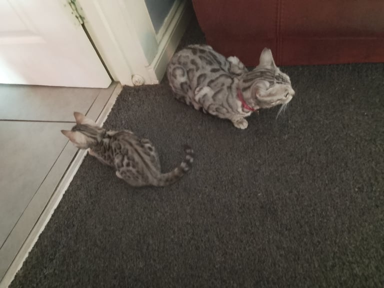 Silver bengals 
