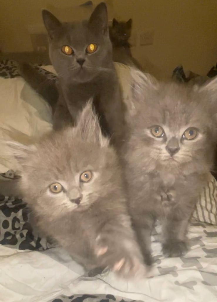 HALF BRITISH SHORTHAIR & HALF MAINECOON