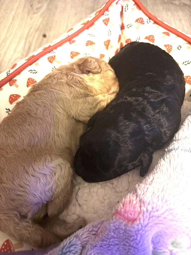 Cockapoo puppies 