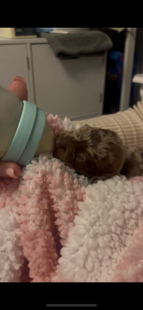 Dachshund baby boy