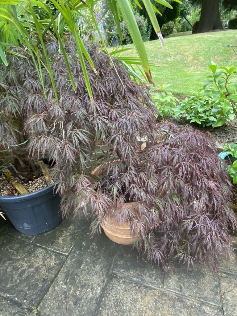 5 x Mature Weeping and Upright Acers in Large Terracotta Pots