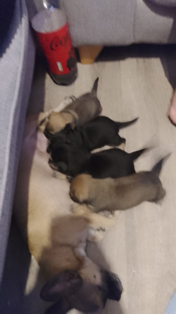 image for Chihuahua cross fenchy