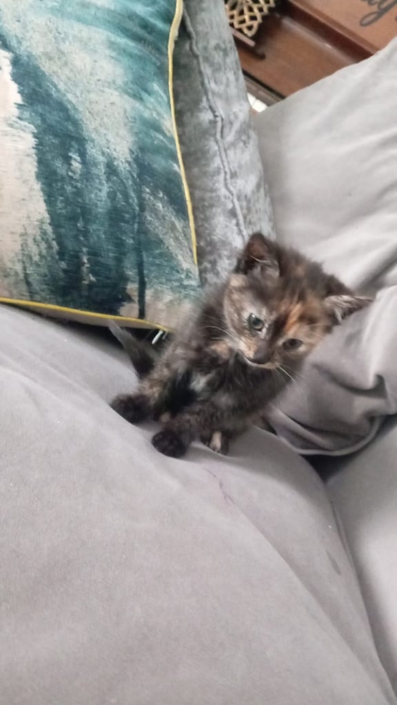 image for Kittens for sale east end 