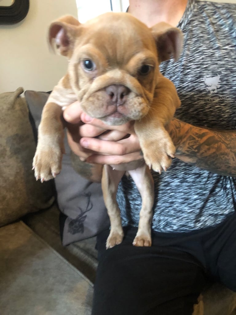 💕 English bulldog 💕