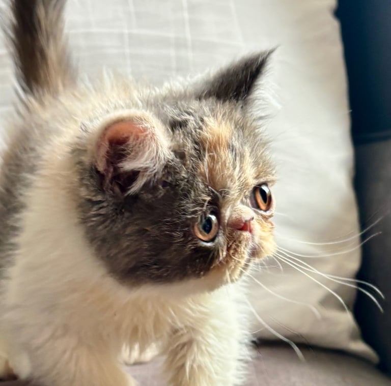Exotic kittens