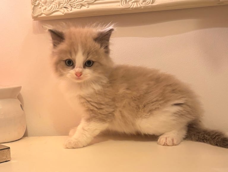 Ragdoll kittens-1 girl , 2 boys only left 