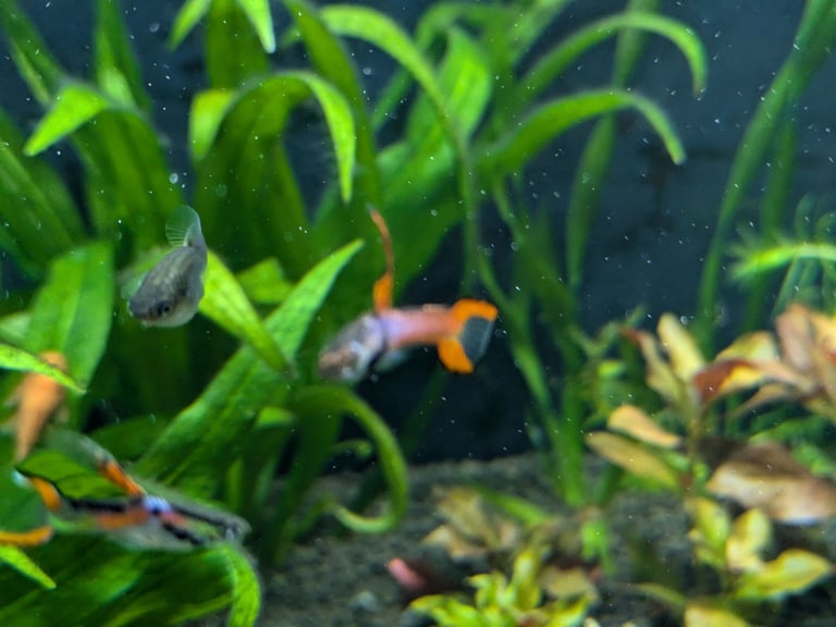 tropical fish, discus, red pleco, endlers guppies ,