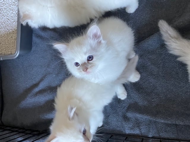 Ragdoll kittens for sale 4 boys left 
