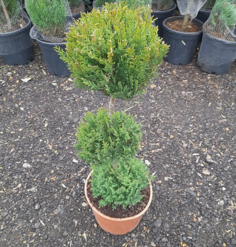 Topiary Tree "Pom Pom" Lemon Conifer Hardy Plants Approx 100cm Tall 20L Pot