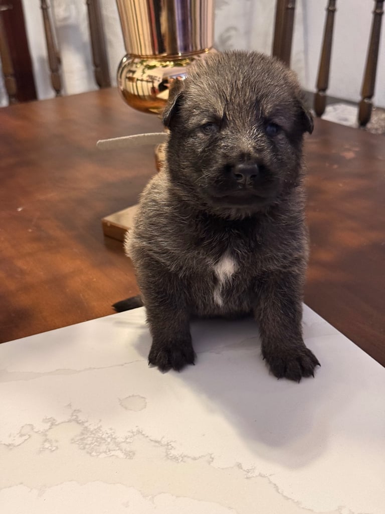 Lovely puppies shepherds for your family  