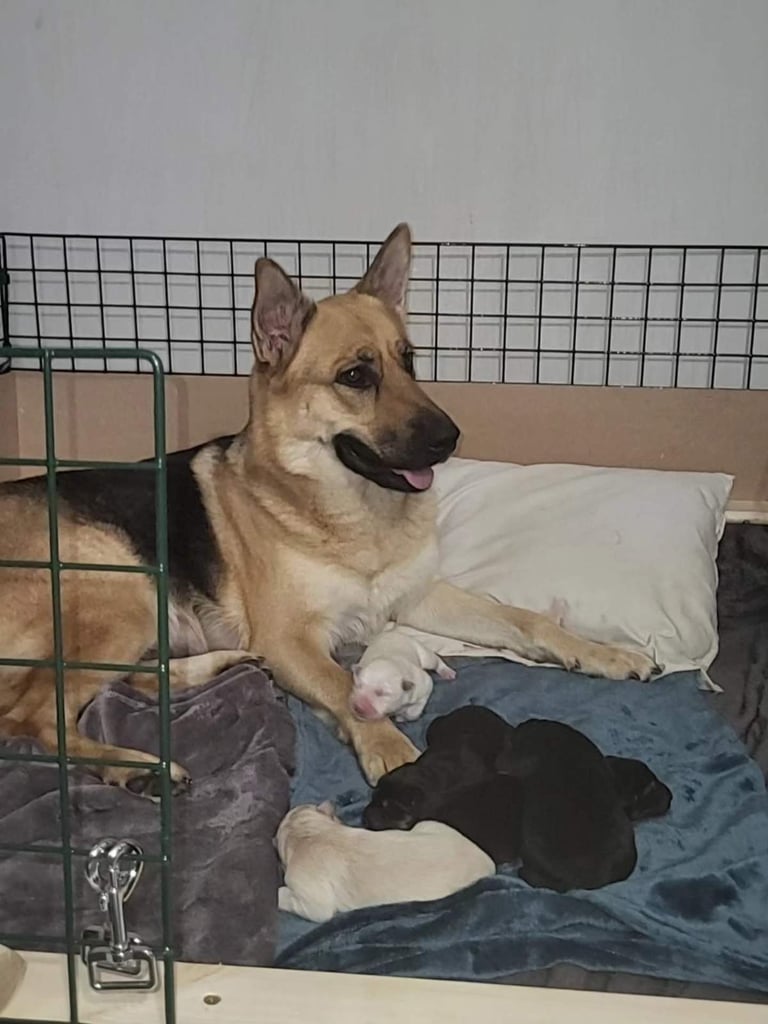 Gsd puppy