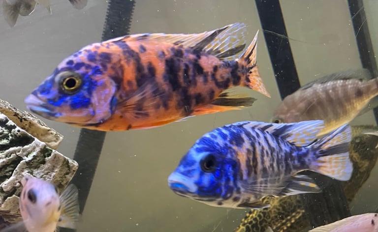 On peacocks and Electric blue Acara
