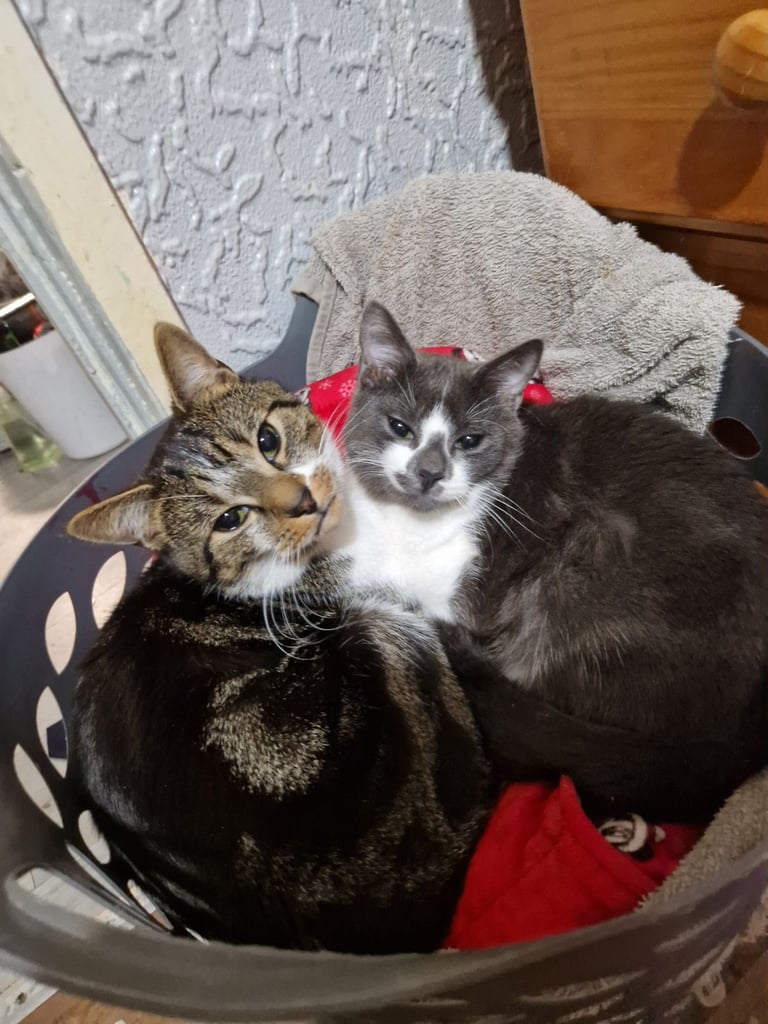 2 cats for sale urgently 