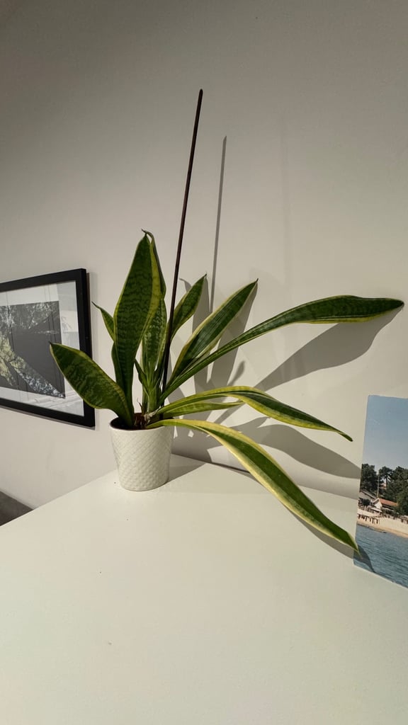 Plant Sansevieria trifasciata