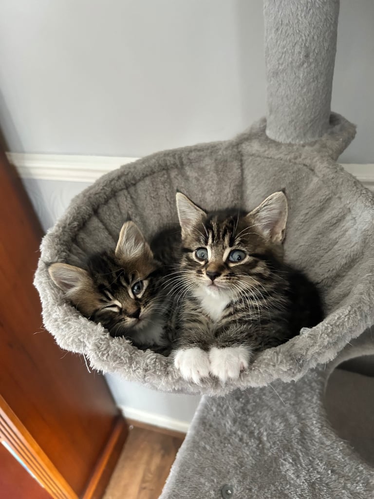 Kittens Ready To Leave