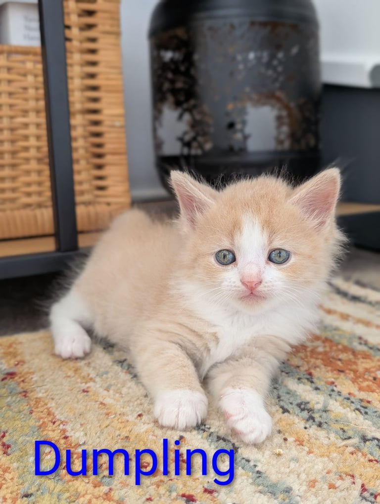6 Beautiful Kittens - ONE AVAILABLE 