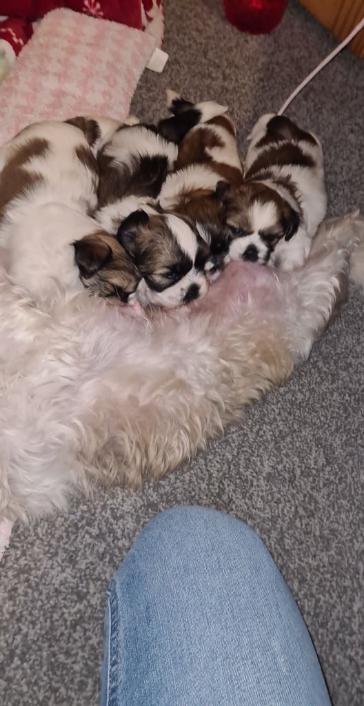 image for Puppy Shih tzu