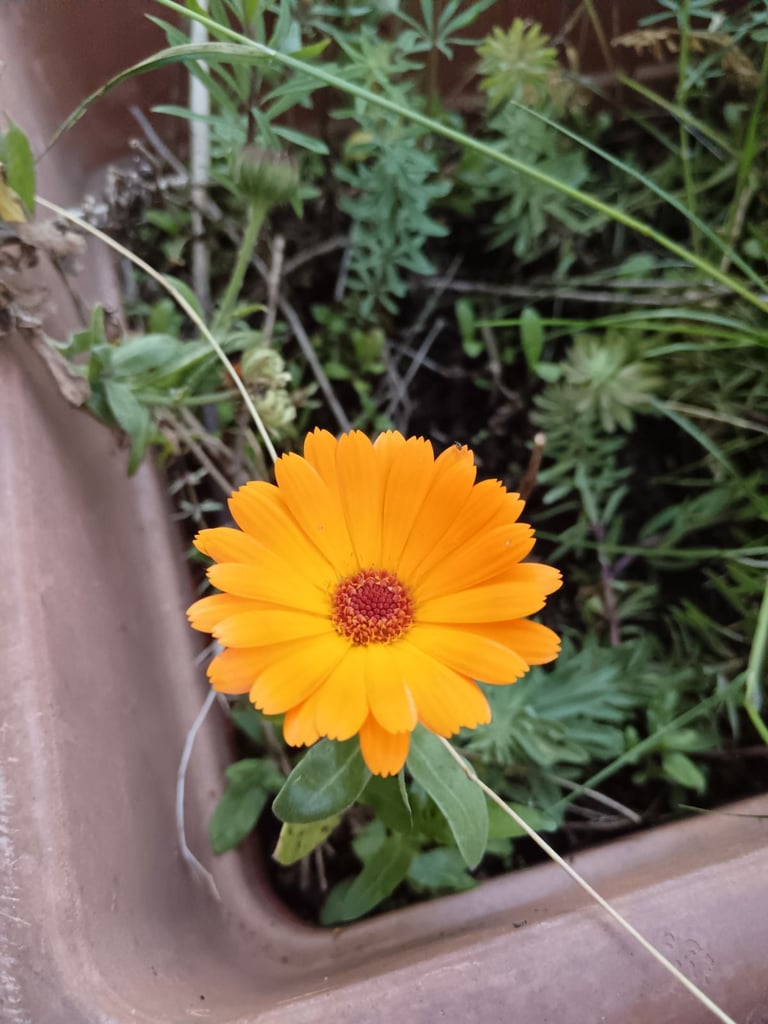 image for Calendulas