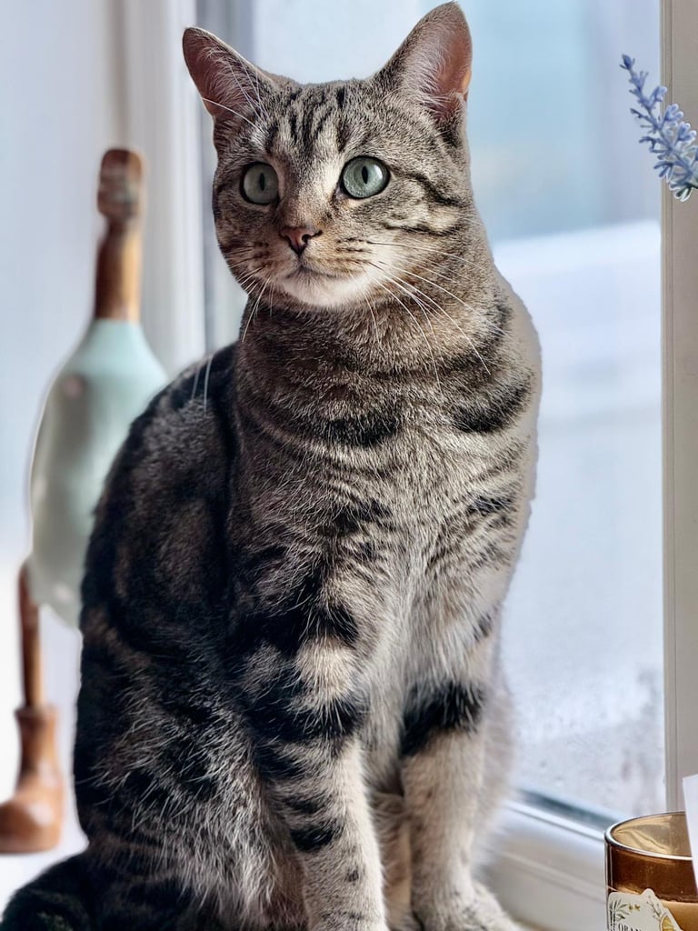 image for Two cats rehoming