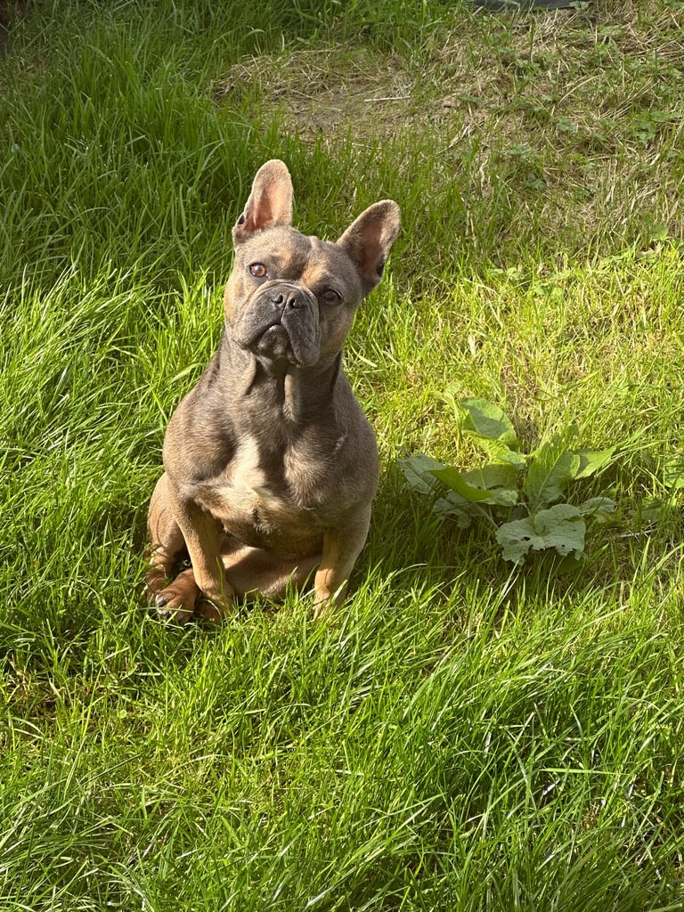 2 year old female frenchie