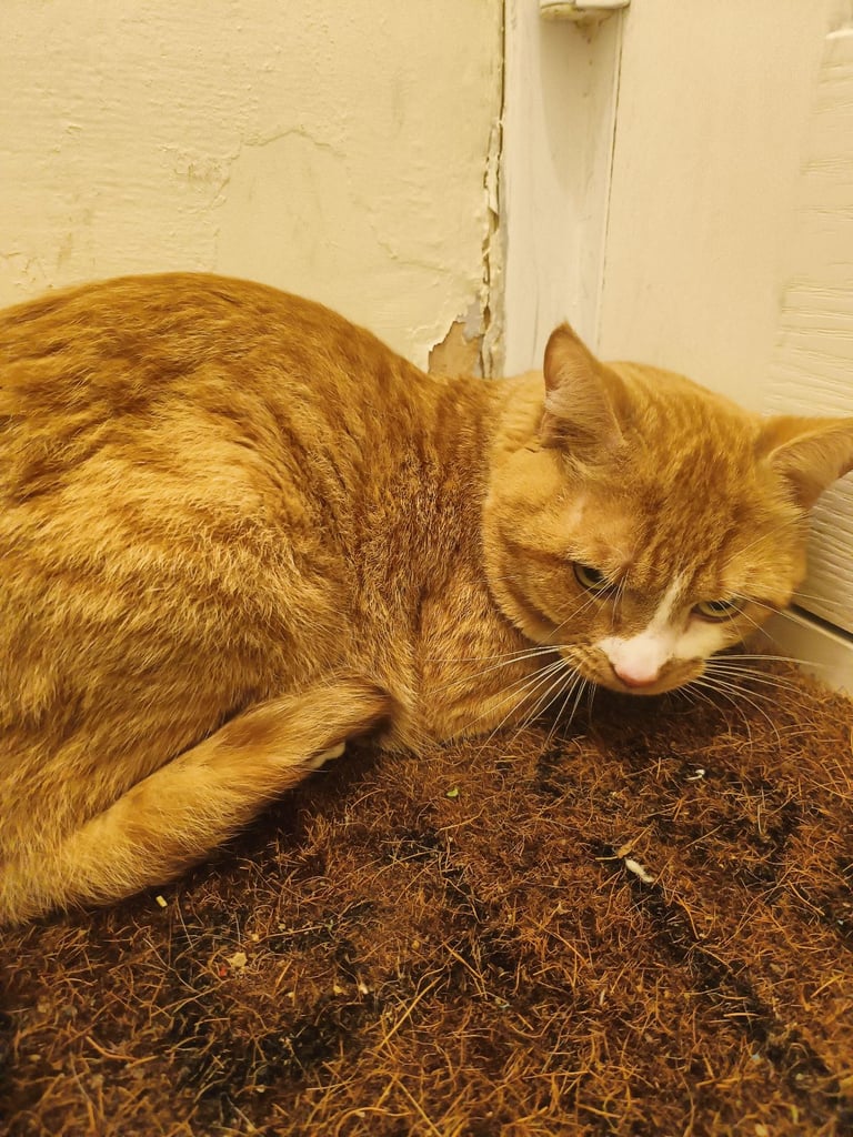 Ginger and white cat 