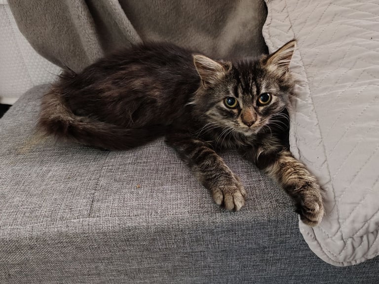 Kittens for sale 
