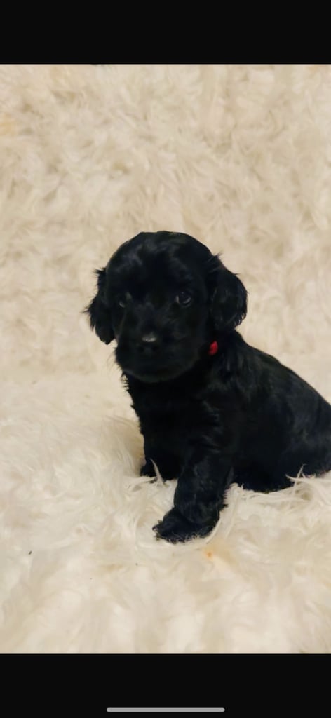 Cockapoo pups 