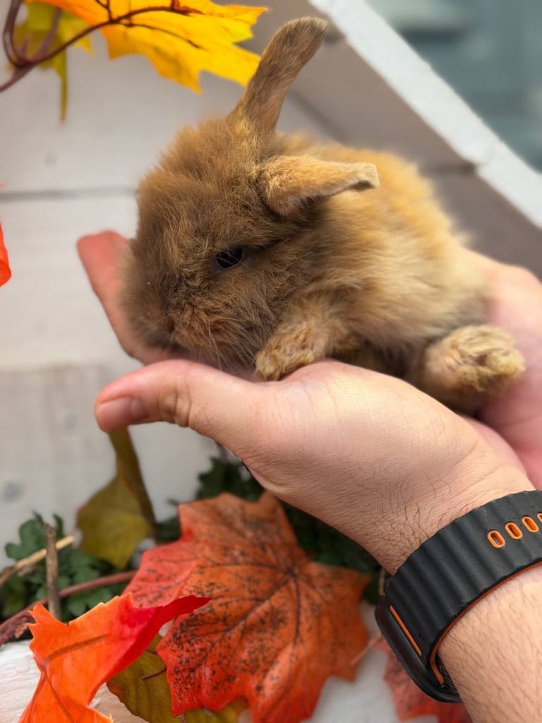 Baby Rabbits 