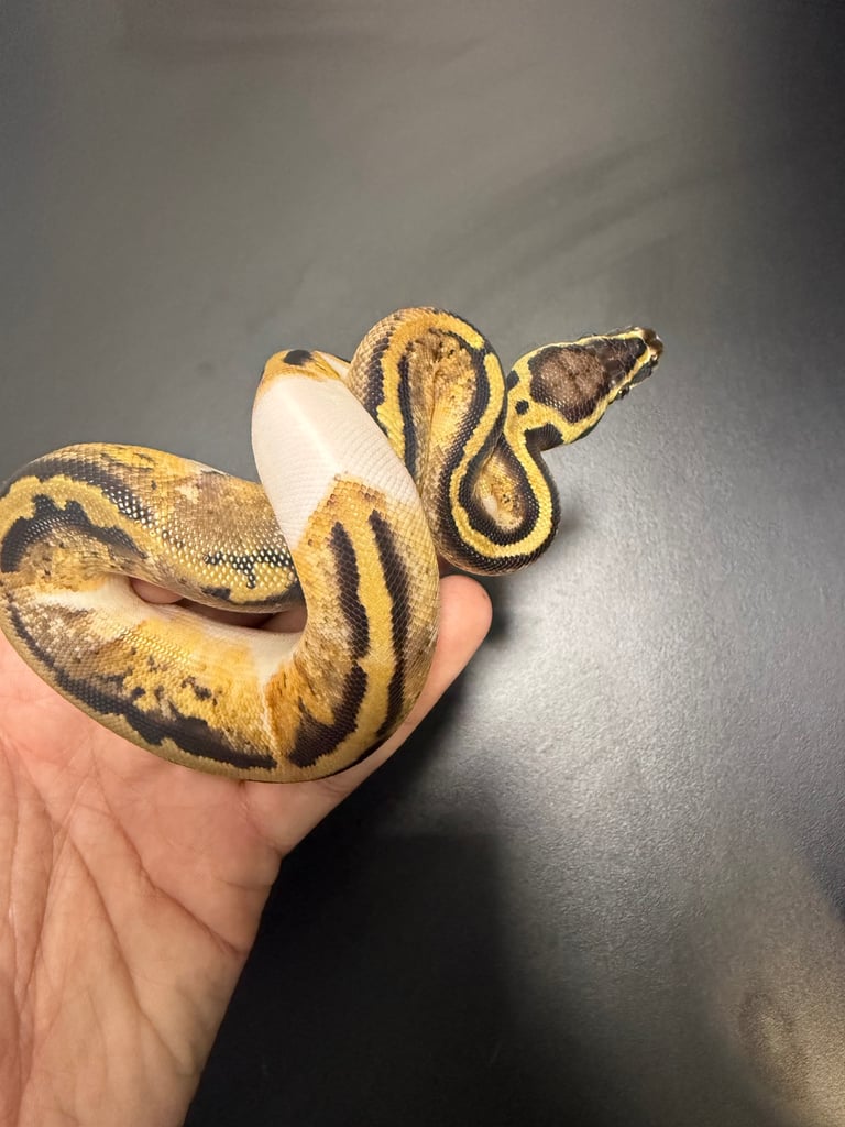Royal python Ball python