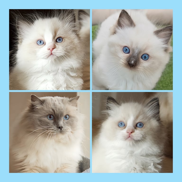 Pure Ragdoll Kittens From DNA tested Parents | in Hull, East Yorkshire ...