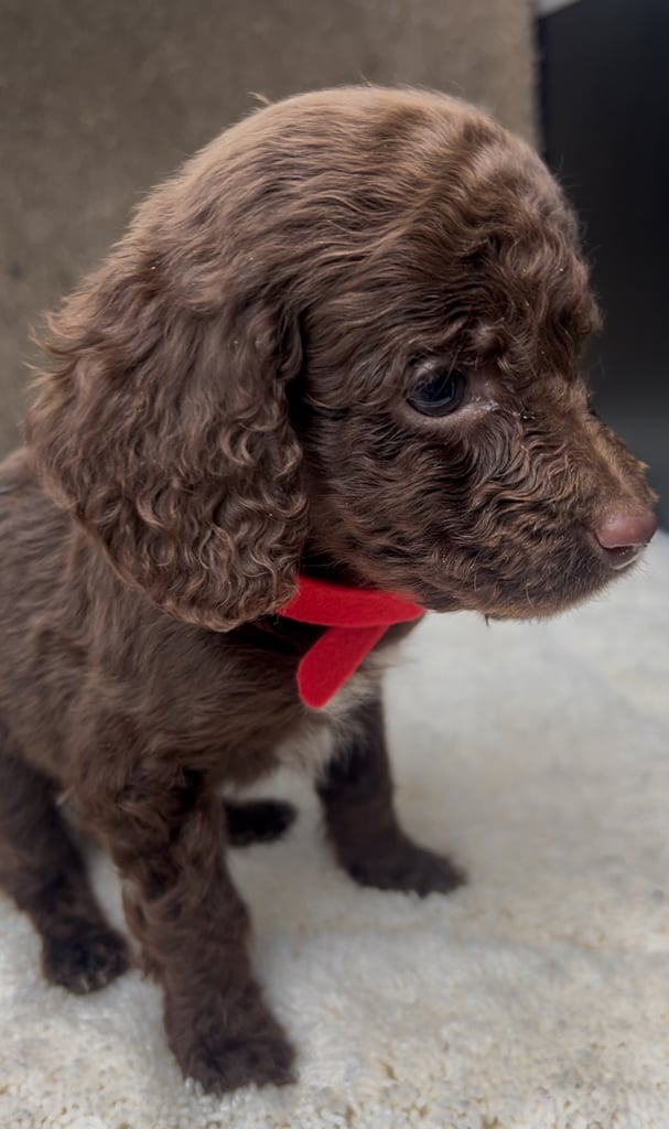 Cockerpoo puppies 