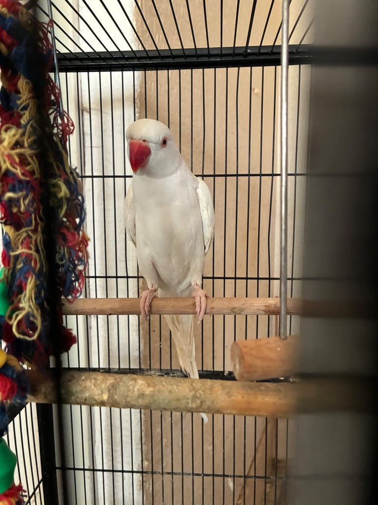 Birds and cages for sale 