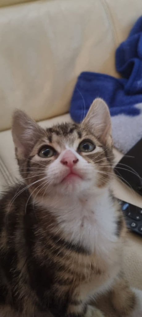 Adorable kittens seeking new home