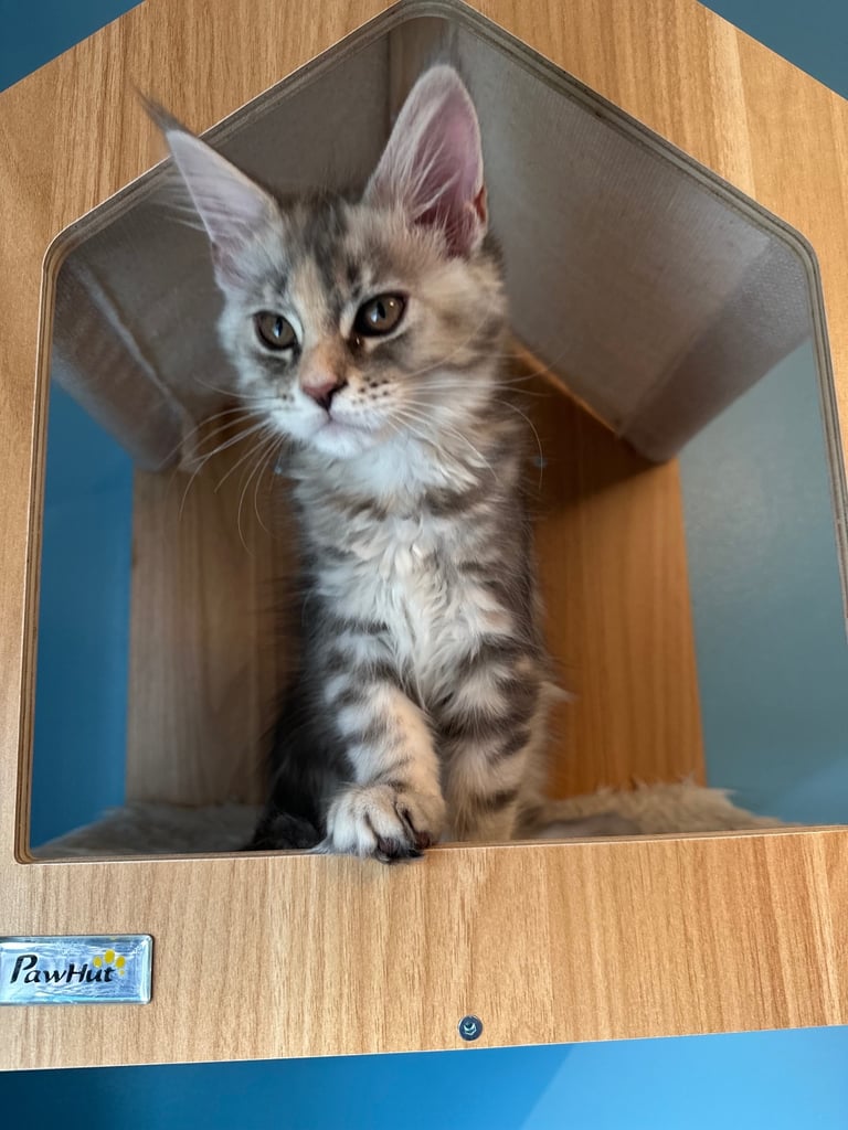 GCCF Maine Coon Kittens  *2 Remaining*