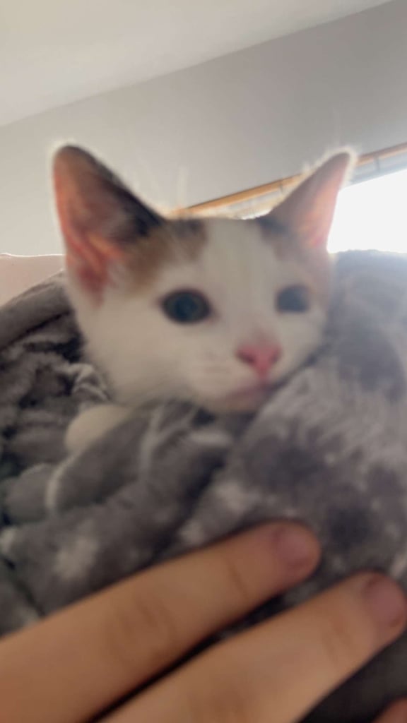 Beautiful Short Hair kitten