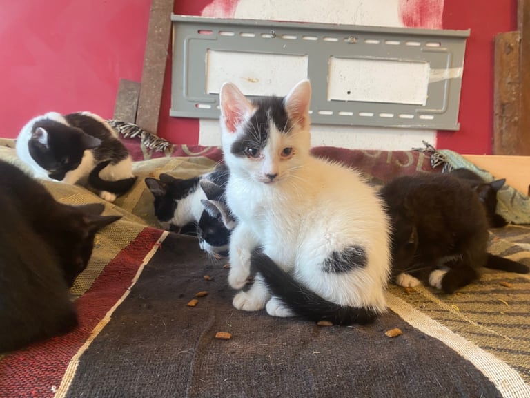 For kittens Ready for rehoming