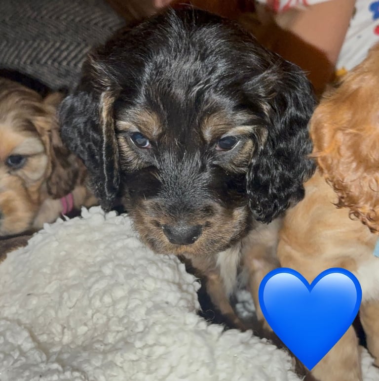Show cocker Spaniels ready 4th November 