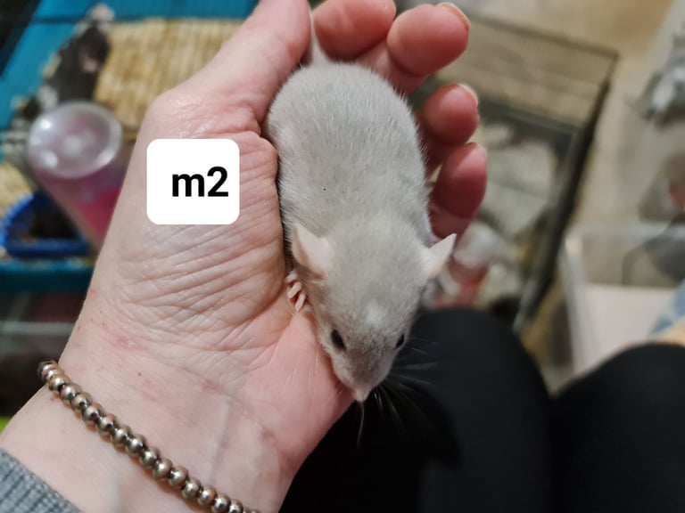 Beautiful baby dumbo rats -will deliver