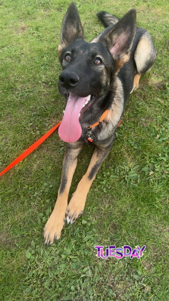German Shephard x malinois 