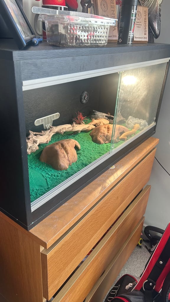 Yellow Gecko and full set up 