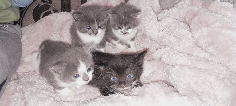 Kittens 