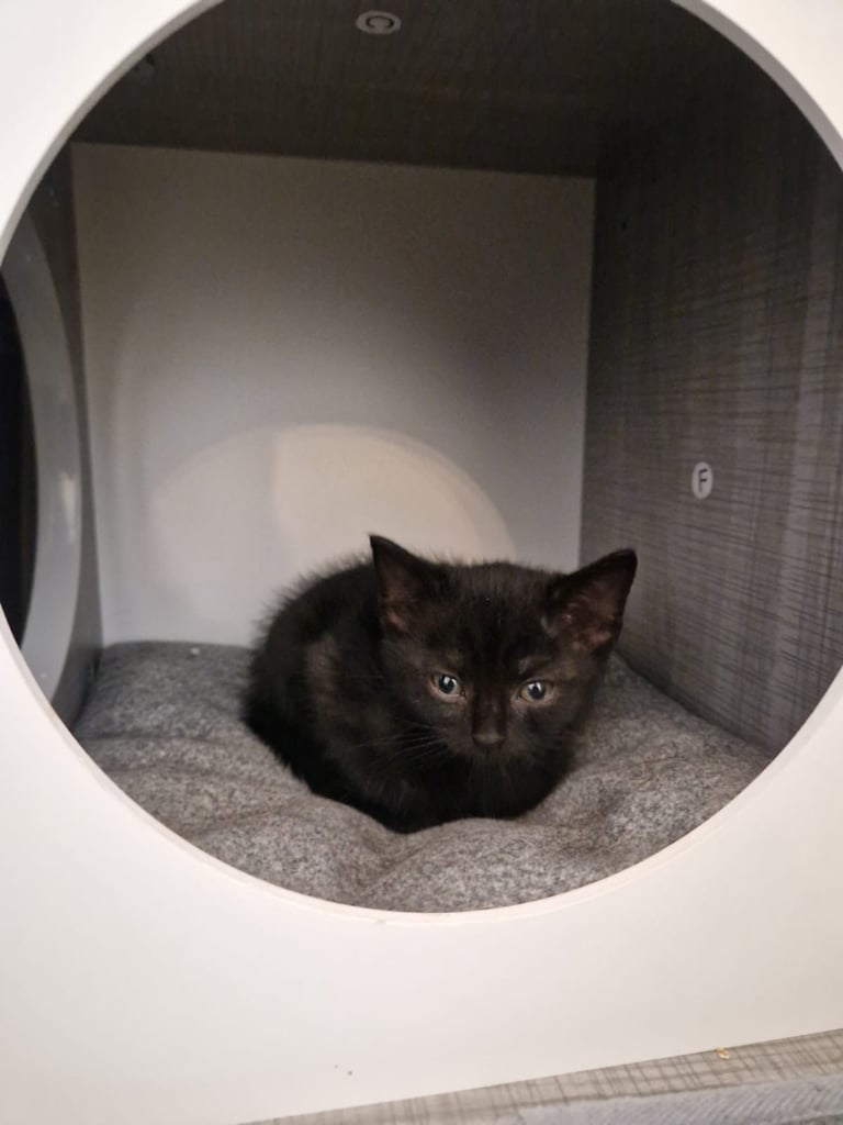 4 adorable kitties for sale