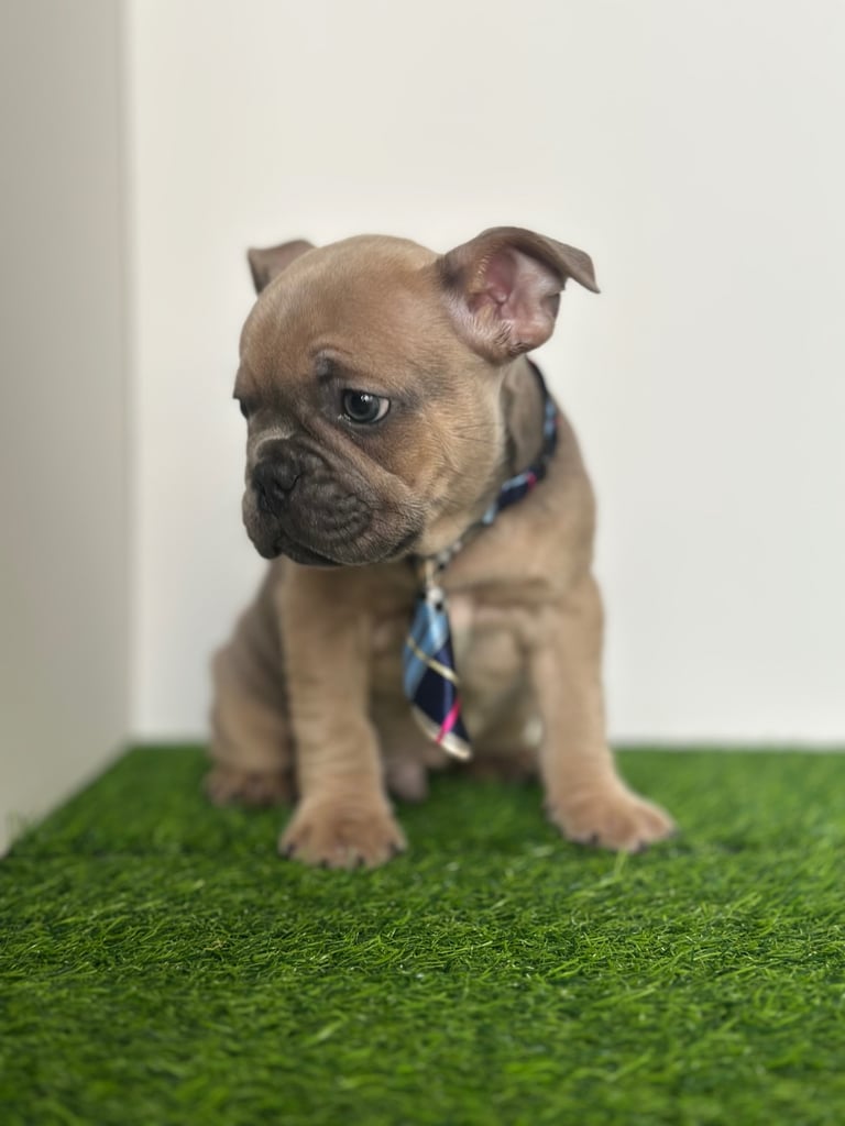 5 French bulldog puppies 