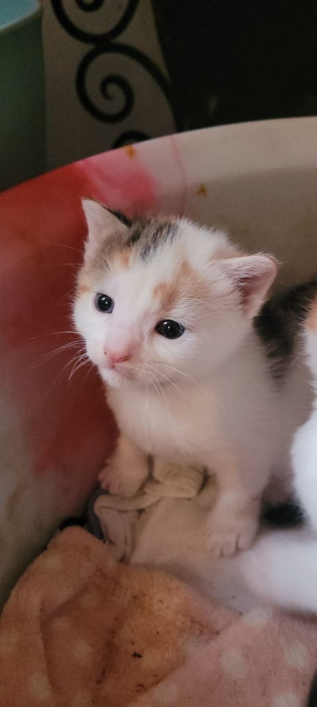 Beautiful kittens looking for their forever families 