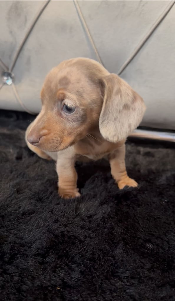 **ready for there new home *5 beautiful miniature dachshunds girls 